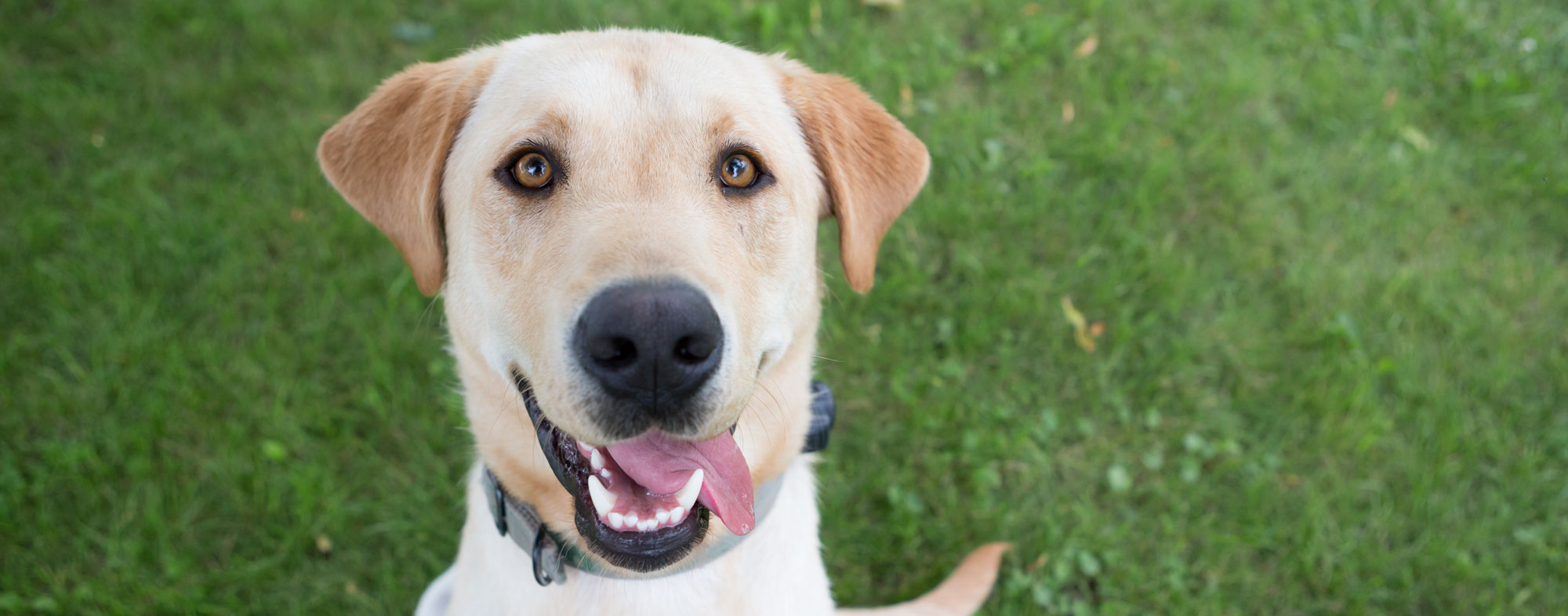 Naming a puppy can be as exciting as revisiting old literature