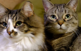 Resist the temptation to use one litter box for multiple cats
