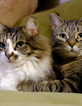 If you own multiple cats, invest in a cat tree or scratching post