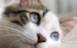 Owning a cat for the first time means being ready for the cost