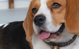 Dogs and humans have coevolved into best friends over millenia