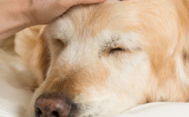 Staying indoors is the best prevention against the flu for dogs