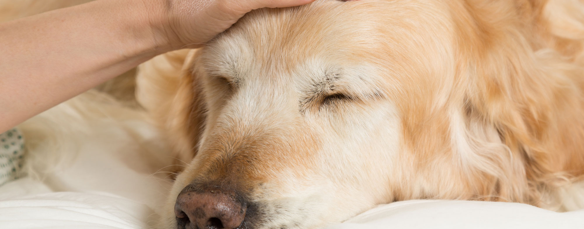 Staying indoors is the best prevention against the flu for dogs