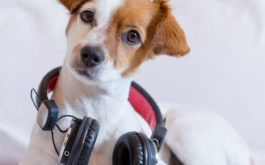 Share music with your dog to bond even closer with them