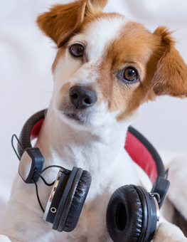 Dog research on music suggests classical soothes our canines