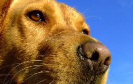 You can find guard dogs among breeds like German Shepherds