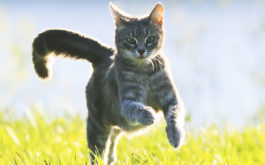 A leash or harness can introduce your indoor cat to the outdoors