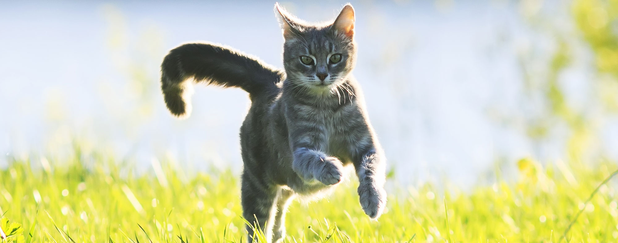A leash or harness can introduce your indoor cat to the outdoors