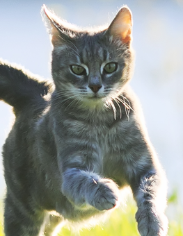 Moving an indoor cat outside's as easy as building an enclosure