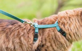 Your cat may resist a leash at first, but they'll soon appreciate it