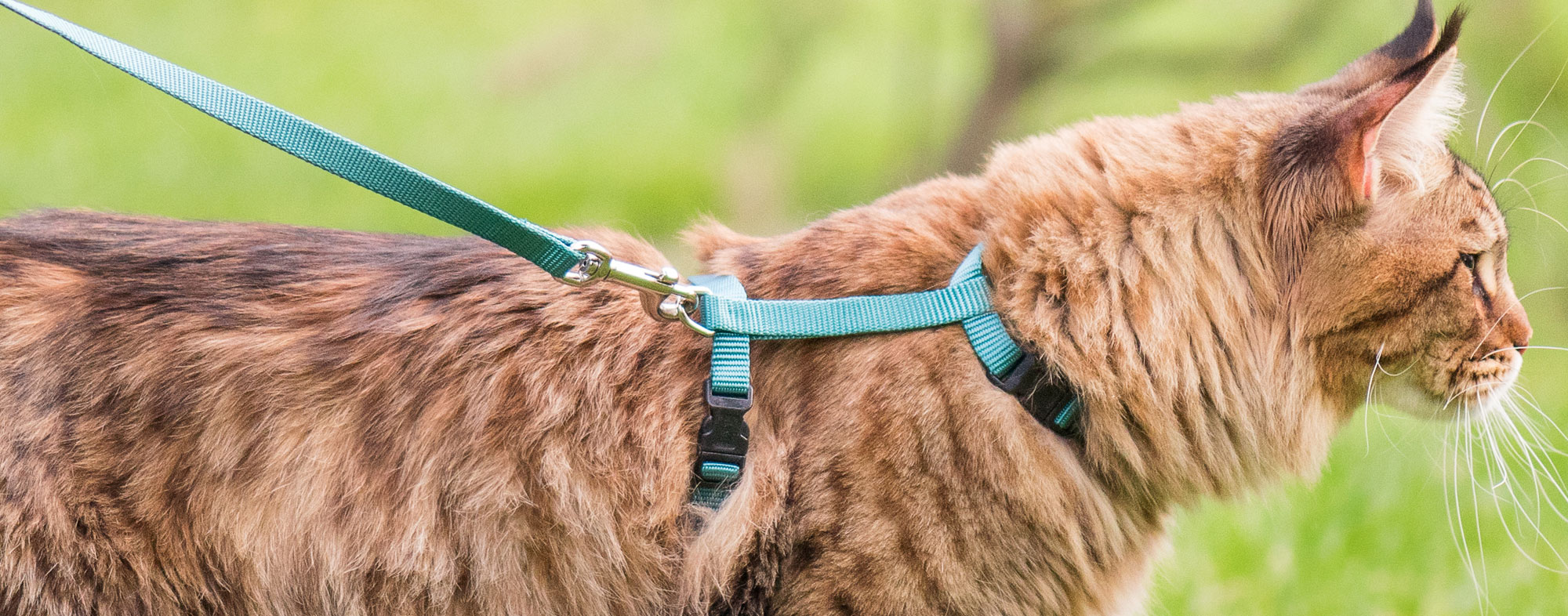 Leash Training Your Cat Hartz