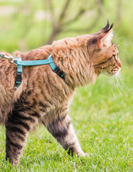 Slowly ween your cat onto a leash by walking them indoors
