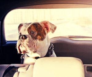 Dog car sickness