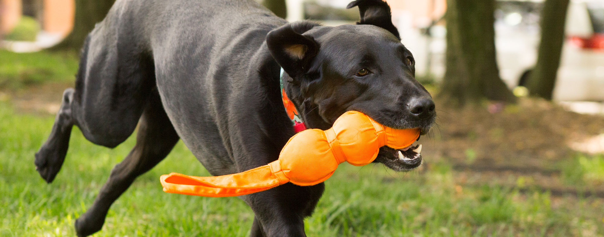With Hartz, you have your choice of safe and colorful dog toys