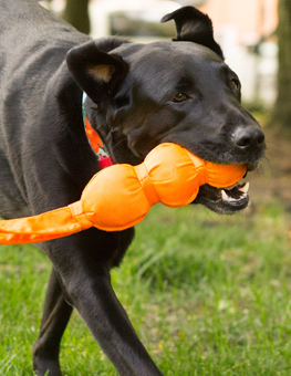 You can depend on Hartz for a variety of dog toys at great prices