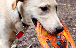 Redirect your dog's bad behavior into play time with a new toy
