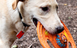 Redirect your dog's bad behavior into play time with a new toy