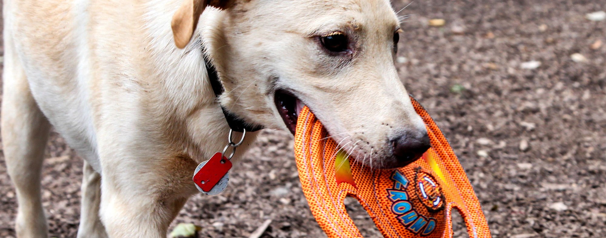 Redirect your dog's bad behavior into play time with a new toy