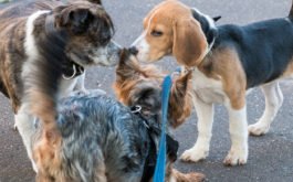 At off leash dog parks, always watch your dog carefully