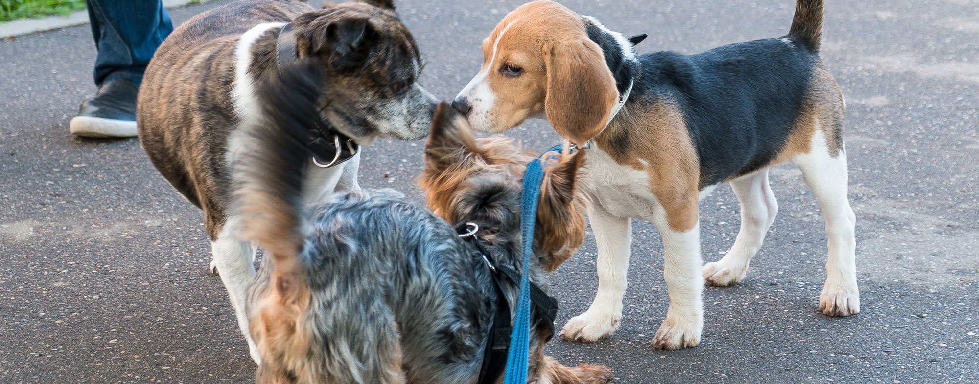 At off leash dog parks, always watch your dog carefully