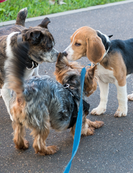 Dogs love socializing with other pups at off leash dog parks