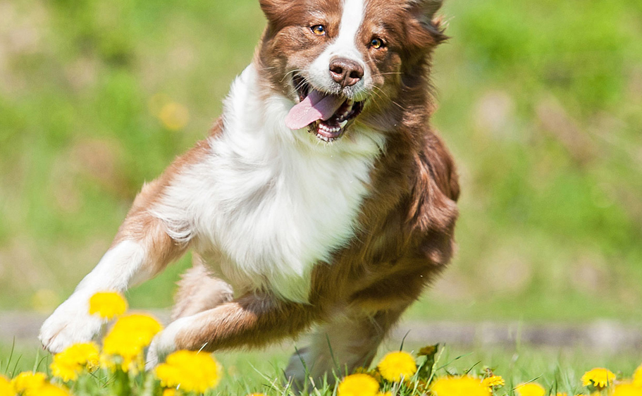 In the spring, your dog needs as much exercise as they can get