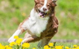 Your dog will let you know how much exercise they need