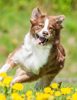 In the spring, your dog needs as much exercise as they can get