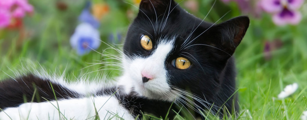 Carry out a bit of spring cleaning before bringing a new cat home
