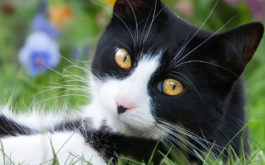 Carry out a bit of spring cleaning before bringing a new cat home