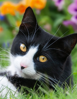 After adopting a cat in the spring, you can sunbathe together