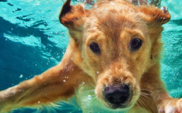 Give your dog plenty of exercise, including opportunities to swim