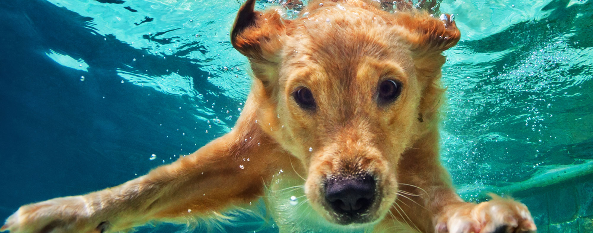 Give your dog plenty of exercise, including opportunities to swim
