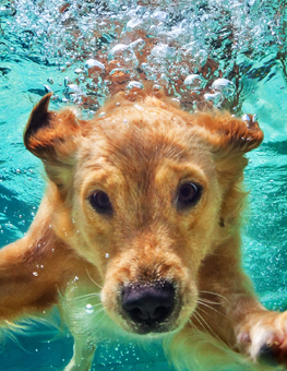 Your dog may love swimming, but always keep an eye on them