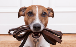 When house-training your puppy, reinforce good behaviors