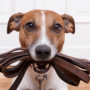 When house-training your puppy, reinforce good behaviors