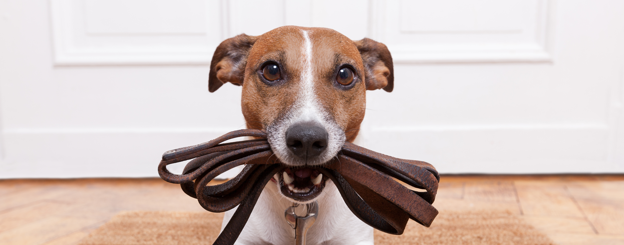 When house-training your puppy, reinforce good behaviors