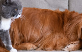 While some dog breeds won't shed, be ready for spring cleaning