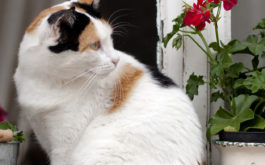 A cat-friendly enclosure permits your feline to venture outside