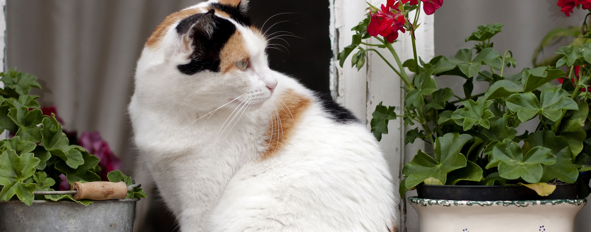 A cat-friendly enclosure permits your feline to venture outside