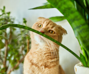 Ginger cat sitting near a green potted house plants pots at home,