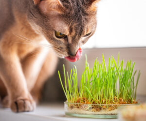 The Abyssinian blue beige cat licks grass for the health of pets on the windowsill. 