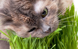 Stop your cat from devouring your plants by investing in cat grass