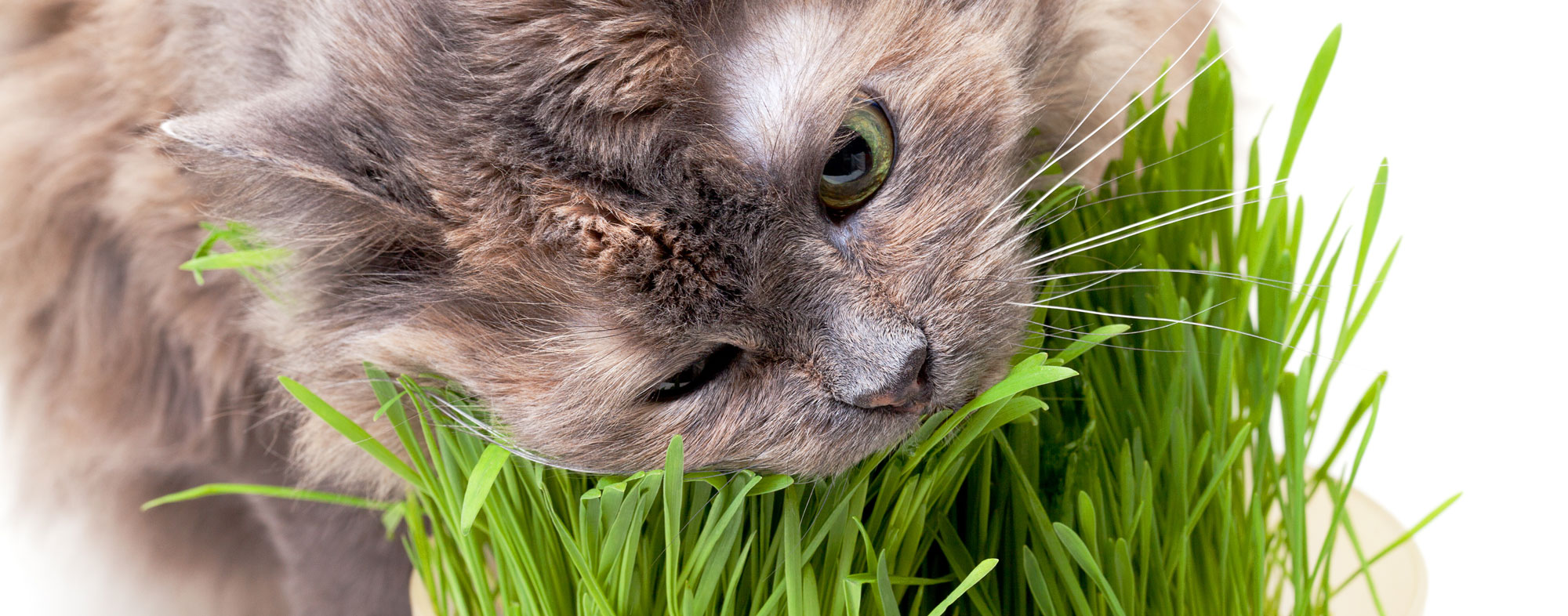 Stop your cat from devouring your plants by investing in cat grass