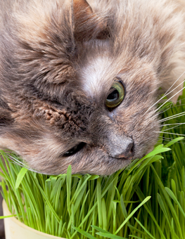 Sprinkle a little chili powder to stop your cat from eating plants