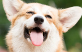 With your dog's breed in mind, think about their safety in the sun