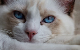 Behavioral problems with your cat may necessitate a vet visit