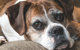 Keep your older dog healthy with the best foods available