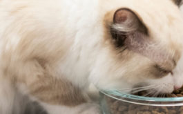 You can in fact feed your cat tuna and other omega 3 fatty foods