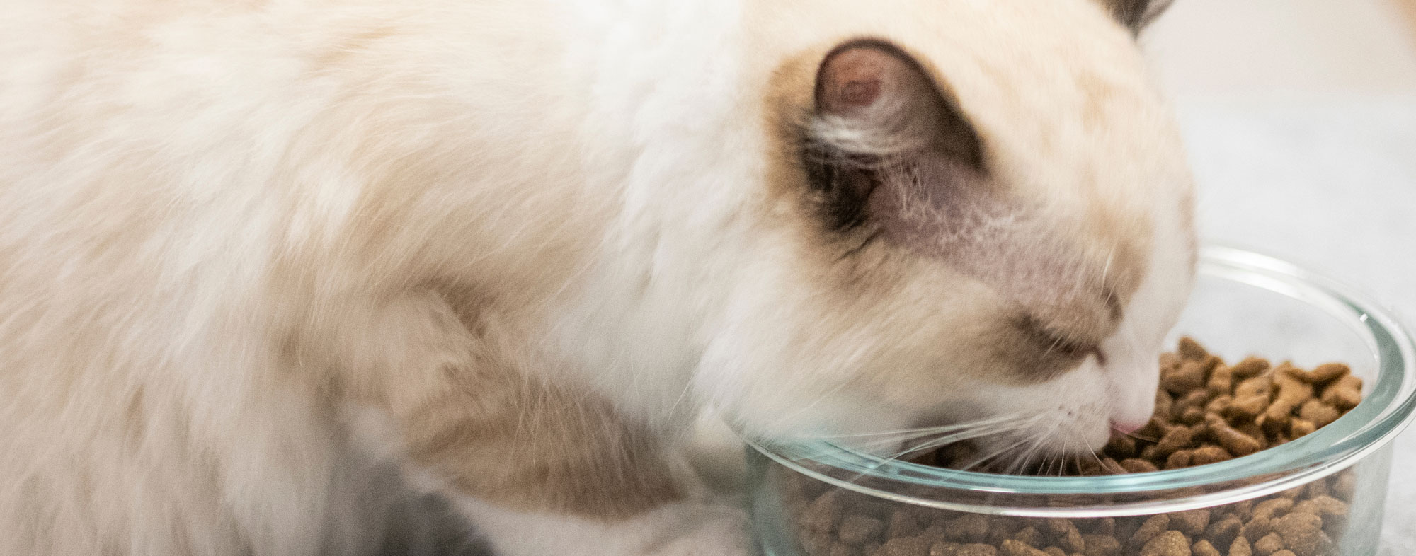 How to Work with a Cat Who's a Fussy Eater Hartz